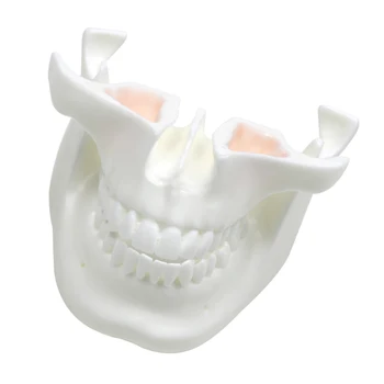 Модел на зъбите от бял корунд, модел стоматологична практика, инструменти за стоматологична лаборатория