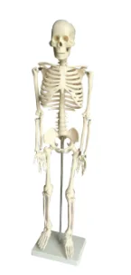 Модел на човешкия скелет с дължина 85 см с изображение на костите на цялото тяло